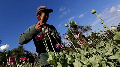 تقرير: زيادة زراعة الأفيون في ميانمار تحت الحكم العسكري