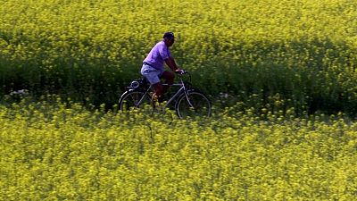 German plans to end crop-based biofuels would hit farmers, cut rapeseed output