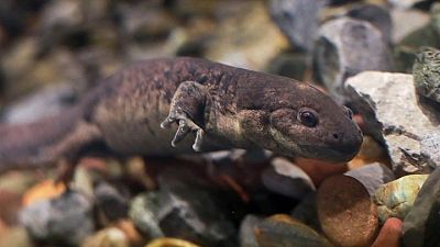 MEXICO-AXOLOTL:New museum in Mexico spotlights endangered axolotl salamander