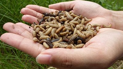 CLIMATE-CHANGE-SOIL-SOLUTIONS:From ashes to fly larvae, new ideas aim to revive farm soil