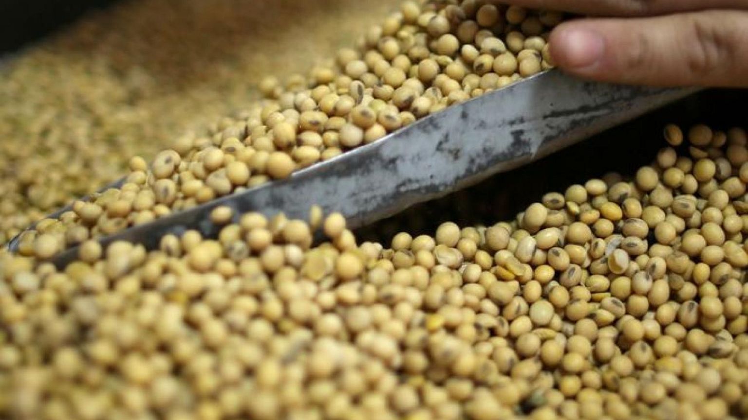 GRAIN-PRICES-EA3:ارتفاع أسعار فول الصويا الأمريكي وسط المخاوف من الجفاف في الأرجنتين