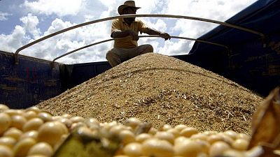 GRANOS-BRASIL-ANEC:Anec reduce las previsiones de exportación de soja, maíz y trigo de Brasil en enero