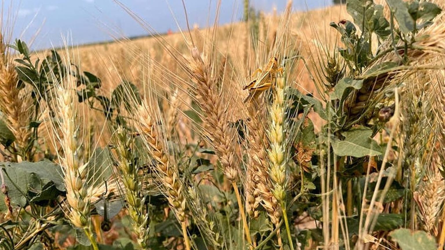 La sequía amenaza la producción de trigo en EEUU pese al aumento de la ...