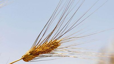 ERGYPT-GRAINS-YK6:الهيئة العامة للسلع التموينية بمصر تشتري 535 ألف طن من القمح في مناقصة