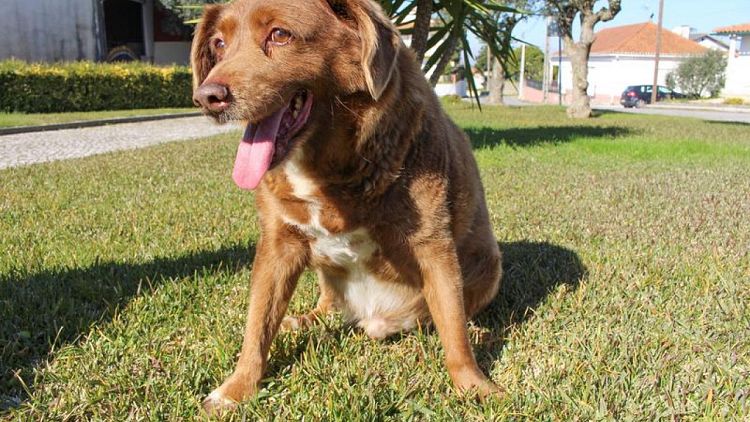 PORTUGAL-DOG-RECORD:Take a bow-wow! Meet Bobi, the world's oldest dog on record