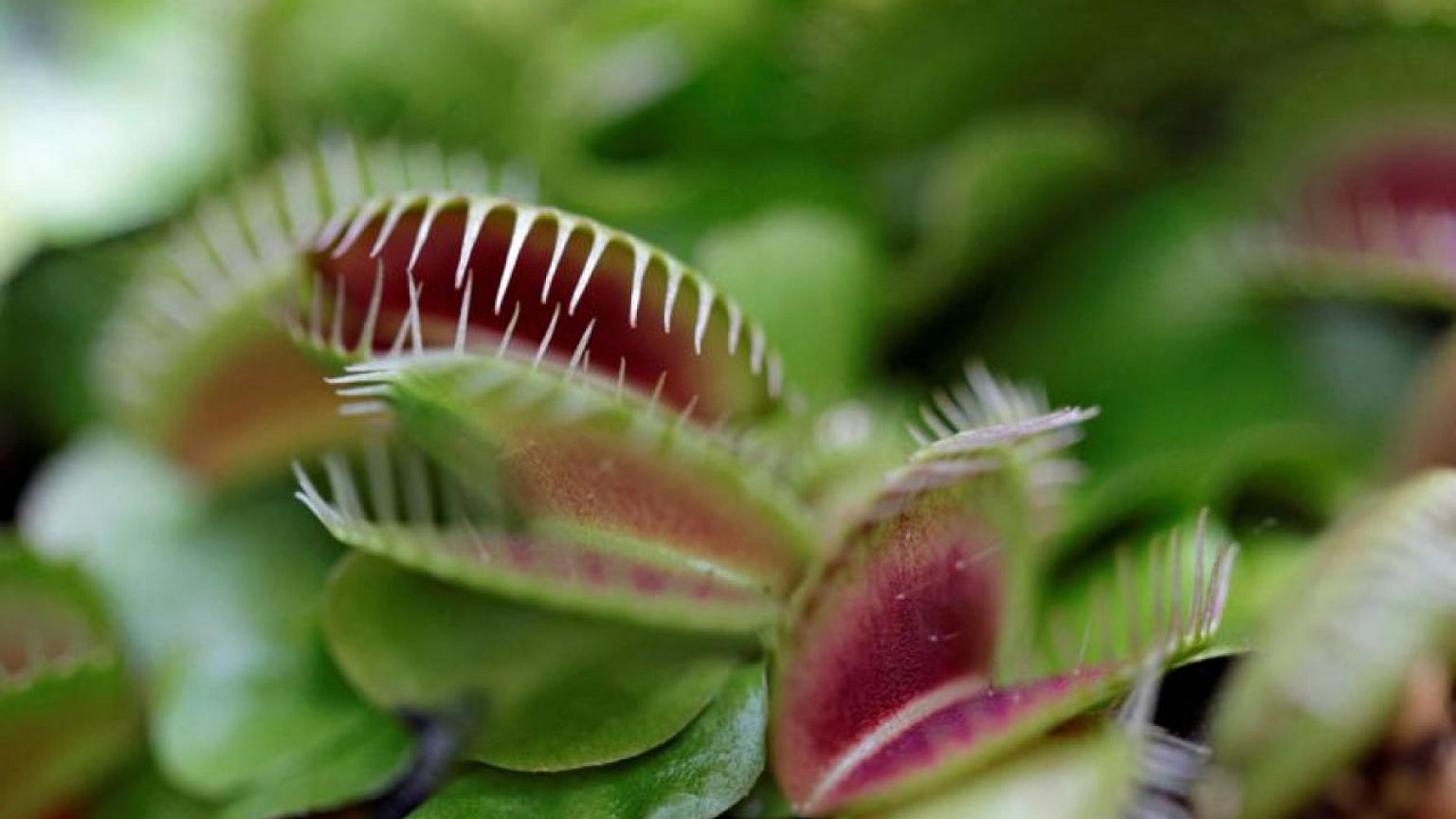 MEDIO-AMBIENTE-GLOBAL-EEUU-NATURALEZA:EXCLUSIVA-Un alto porcentaje de plantas y animales en EEUU están en riesgo de extinción
