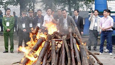 VIETNAM-WILDLIFE-TRAFFICKING:Vietnam seizes 600 kg of ivory smuggled from Africa