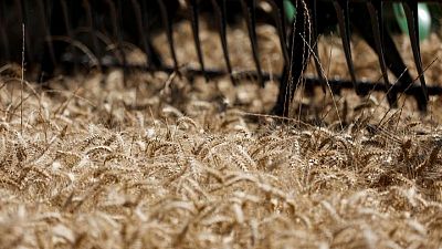 GRANOS-EUROPA-EXPORTACIONES:Exportaciones trigo blando de la UE en 2022/23 suben a 19,05 millones de toneladas al 5 de febrero