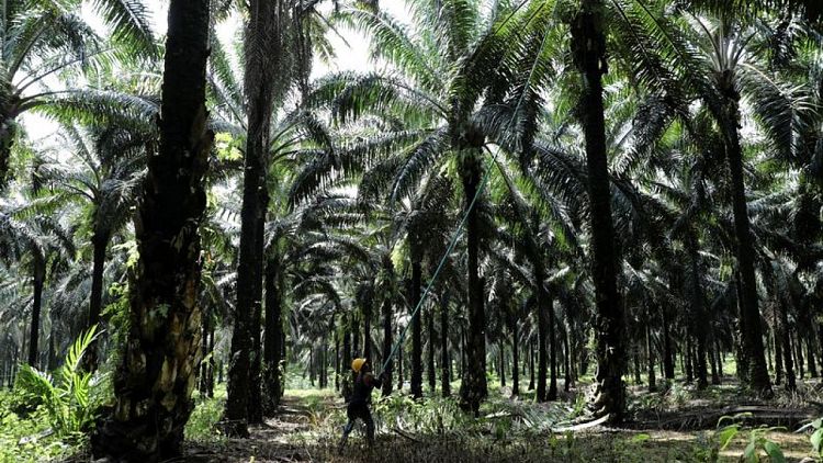 MALAYSIA-PALMOIL:EU deforestation law risks sidelining small farmers, says palm oil watchdog 