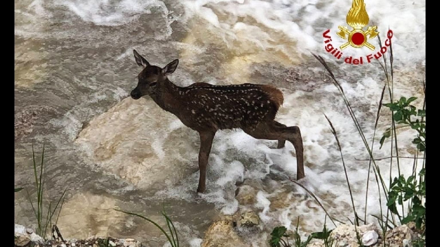 La madre del cucciolo rimasta sempre nella zona del salvataggio