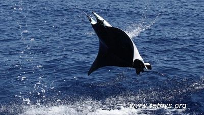Tornata in mare aperto dopo un giorno di sofferenza a riva Tornata in mare aperto dopo un giorno di sofferenza a riva