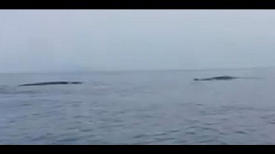 Ricercatori: "Moltissime quest'anno concentrate nel Mar ligure' Ricercatori: "Moltissime quest'anno concentrate nel Mar ligure'