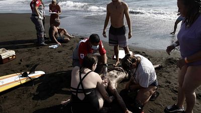 Un uomo di 58 anni è ricoverato in gravi condizioni Un uomo di 58 anni è ricoverato in gravi condizioni