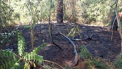 Avvistato dai forestali: bruciava la vegetazione secca,arrestato
