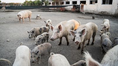 Non avrebbero segnalato i primi casi di morti sospette di maiali