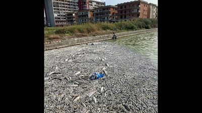 Interviene l'Agenzia regionale per la protezione dell'ambiente Interviene l'Agenzia regionale per la protezione dell'ambiente