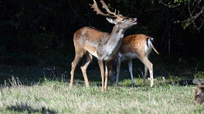 12 esemplari uccisi a 'cornate' da maschio adulto, 3 abbattuti 12 esemplari uccisi a 'cornate' da maschio adulto, 3 abbattuti