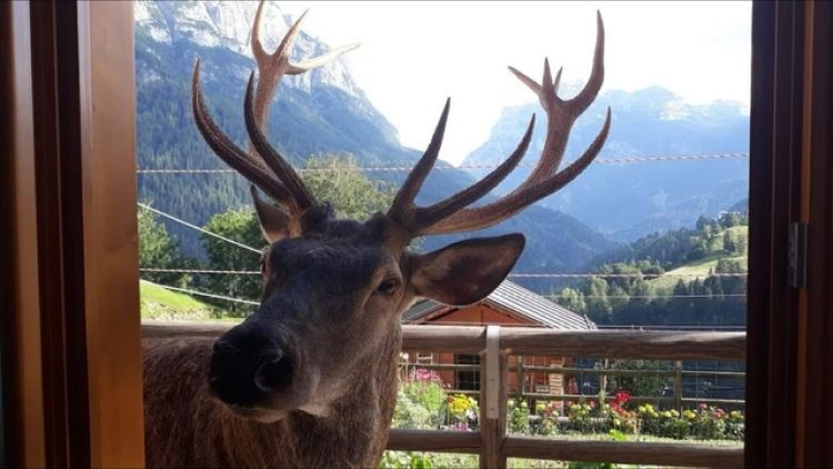 Padre del cacciatore 23enne, ha sbagliato ma non commesso reati