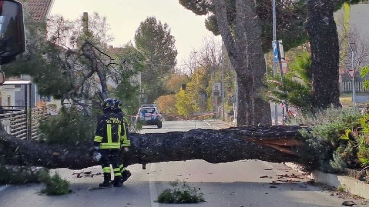 A Spoltore grosso pino crolla su strada e sfiora le case